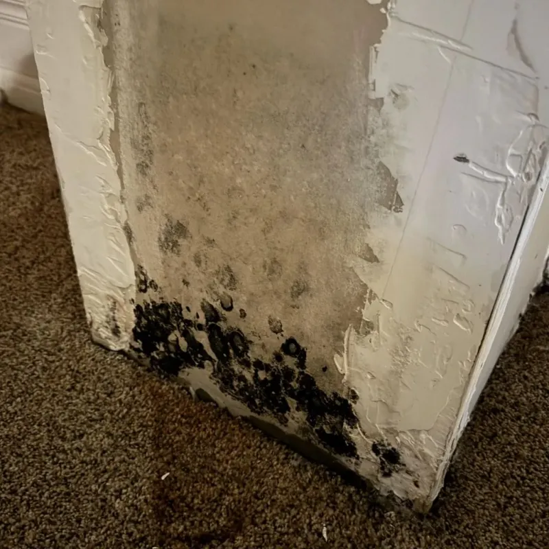 Professional Mold Removal in Rockaway Beach, OR